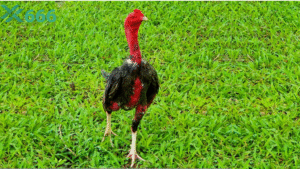 Bí quyết giữ tâm lý vững vàng khi cá cược đá gà nhiều trận liên tiếp