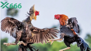 Các chiến thuật đặt kèo đá gà phổ biến nhất hiện nay trên Tx666