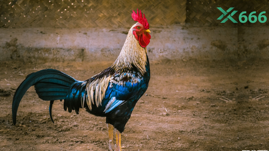 Cách phân loại kèo đá gà trên Tx666 giúp người chơi dễ lựa chọn