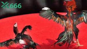 Cách phân tích phong độ gà chọi để đặt kèo chuẩn xác trên Tx666