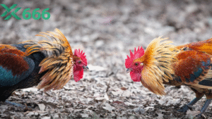 Công nghệ chống gian lận mà Tx666 áp dụng cho các trận đá gà