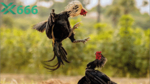 Công nghệ livestream HD giúp trải nghiệm đá gà trên Tx666 mượt mà hơn thế nào?