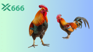 Đá gà trên Tx666 có gì khác biệt và cách chơi dễ thắng cho người mới