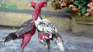 Giải đấu đá gà lớn do Tx666 tổ chức và cách đăng ký tham gia