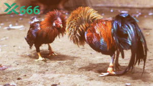 Hướng dẫn cơ bản cho người mới chưa từng tham gia đá gà trên Tx666