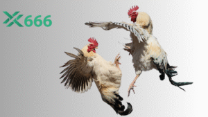 Lý do cao thủ luôn khuyên người mới thử đá gà tại Tx666 là gì?