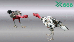 Quản lý vốn hiệu quả khi đặt nhiều kèo đá gà cùng lúc trên Tx666