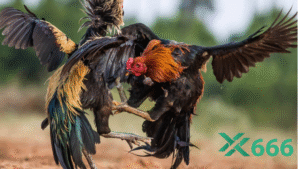 Thời điểm lý tưởng để đặt kèo đá gà trên Tx666 với tỷ lệ thưởng cao nhất là khi nào?