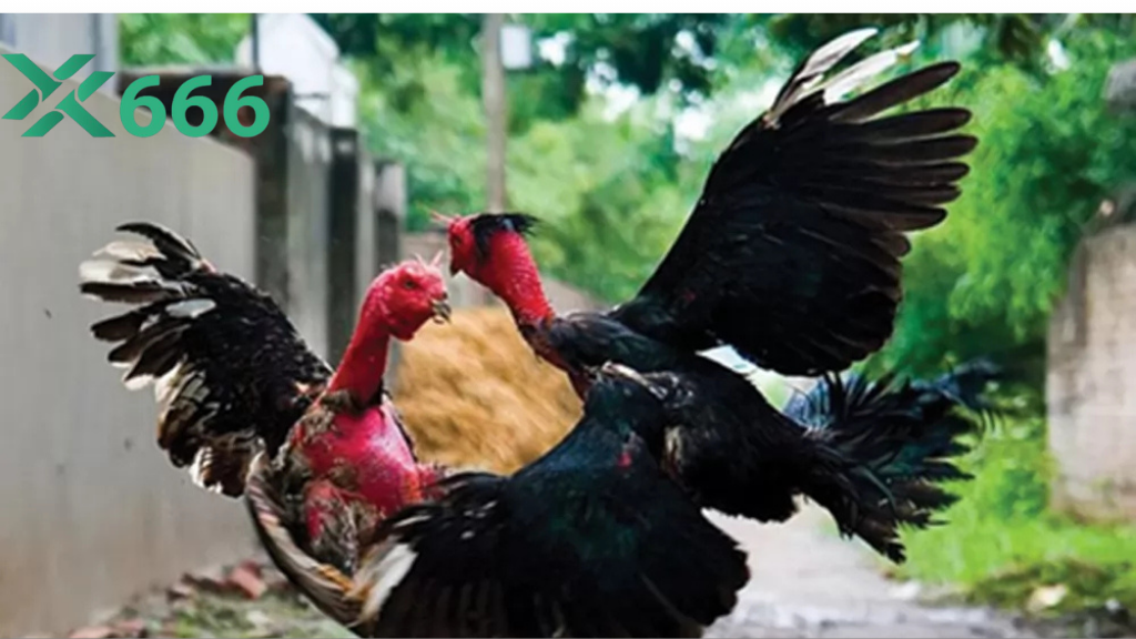 Tính năng thống kê dữ liệu đá gà tự động mới của Tx666